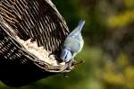 Eine Blaumeise hat sich eine Erdnus geangelt; 06.04.2012