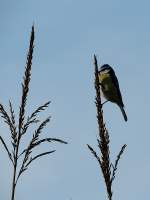 Blaumeise(Cyanistes caeruleus, Syn.