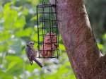 Jungspatz interessiert sich fr das Rest Essen am 14.