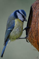 Im Bild eine Blaumeise, welche Anfang M�rz in unserem Garten in Hattingen zu Gast war.