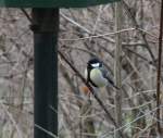 Kohlmeise (Parus major) beim Nhern ans Futterhuschen.