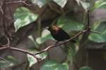 Kupfernektarvogel (Cinnyris cupreus) posiert auf einem Ast.