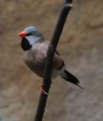 Ein Grtelgrasfink (Poephila cincta) sitzt schrg an einem Ast.