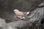 Grtelgrasfinken (Poephila cincta) beim Baden.