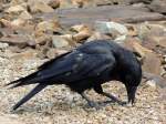 Kolkrabe (Corvus corax) hat im Gleisbett scheinbar etwas fressbares gefunden; 130607