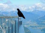 Alpendohle(Pyrrhocorax graculus), am Gelnder der 5Finger´s am Krippenstein/Dachstein (hoch ber dem Hallstttersee); 140817