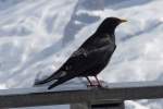 Alpenkrhe auf dem Sass Pordoi, 21.3.14