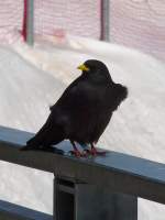 Alpenkrhe auf dem Sass Pordoi, 21.3.14