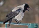 Nebelkrhe (Corvus cornix) im Tierpark Berlin.