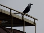 Dohle(Corvus monedula) nutzt einen Kesselwaggon als Hochsitz; 160311