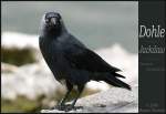 Dohle - Jackdaw (Corvus monedula) - Fotografiert in Loughrea, Irland