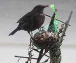 HUNGRIGE AMSEL AM MEISENKNDEL  In Zeiten verschneiter und zugefrorener Bden und Wiesen machte sich diese AMSEL nach dem  Motto  PASST SCHON  am 24.1.2019 ber einen Meisenkndel