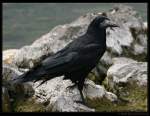 Saatkrähe (Corvus frugilegus) - Loughrea, Irland.