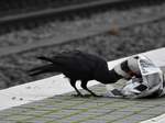 RABENKRHE BEIM UNTERSUCHEN IHRER BAHNSTEIGSBEUTE  Clever,wie sie sind,wissen Rabenkrhen genau,dass es auch auf Bahnhfen was zu ergattern gibt.....wie hier beim Durchsuchen einer