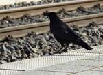 NEUGIERIGE RABENKRHE IM BAHNHOF    Neben Feldern und Wiesen gehren mittlerweile Bahnsteige zu den Lieblingsorten der Rabenvgel...hier gibt es immer was Leckeres zu ergatten...