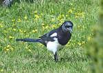 Elster auf Nahrungssuche im Garten - 20.04.2021