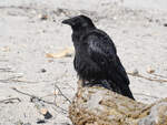 Ein kleiner Rabe pausiert am Strand.