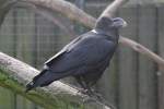 Geierrabe (Corvus albicollis) am 10.3.2010 im Zoologischen Garten Berlin.