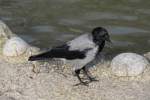 Nebelkrhe (Corvus corone cornix) als schwarzer nichtzahlender Zoobesucher am 25.2.2010 im Zoo Berlin.