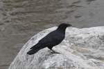 Nordamerikanischer Kolkrabe (Corvus corax principalis) am 18.9.2010 auf dem Gelnde des Zoo Sauvage in Saint-Flicien,QC.