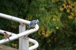 Ein Blauhher (Cyanocitta Cristata), welcher auch scharf auf Erdnsse ist, wartet auf neue Lieferung.