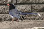 Rotschnabelkitta (Urocissa erythrorhyncha) im Tierpark Berlin.