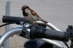Kleiner Vogel auf dem Fahrradlenker