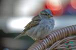 Ein aufdringlicher Spatz setzt sich mit an den Tisch.