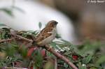 Der Haussperling – auch Spatz genannt – ist eine Vogelart aus der Familie der Sperlinge.