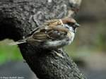 Feldsperling (Passer montanus).