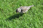 ein Spatz beim Fram-Museum (OSLO/Norwegen, 12.09.2016)