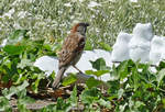 Sperling an der Vogeltrnke im Garten - 31.05.2020