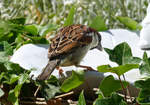 Sperling im Garten an der Vogeltrnke - 31.05.2020