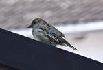 Spatz auf dem Beobachtungsplatz auf einer Mauer - 20.04.2021