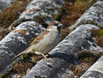 Ein Haussperling (Spatz) sucht Material fr den Nestbau.