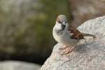 Haussperling (Passer domesticus) auf einem Stein.