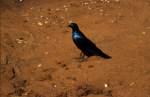 Diesen Glanzvogel fotografierte ich 1992 im Sabi Sabi Private Game Reserve in Südafrika