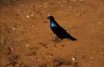 Diesen Glanzvogel fotografierte ich 1992 im Sabi Sabi Private Game Reserve in Sdafrika