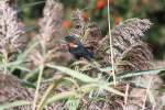 Ein mnnlicher Rotschulterstrling (Agelaius phoeniceus) versucht sich im Schilf zu verstecken.