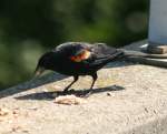 Ein Rotschulterstrling (Agelaius phoeniceus) auf der Suche nach den letzten Ernssen am 15.08.2009 in Burlington (Ontario).