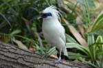 Balistar     im Zoo Berlin am 14.08.2014