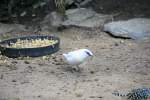 Balistar oder Bali-Mynah (Leucopsar rothschildi) am 13.12.2009 im Alfred-Brehm-Haus im Tierpark Berlin.