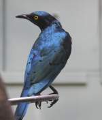 Grnschwanz-Glanzstar (Lamprotornis chalybaeus) am 25.2.2010 im Zoo Berlin.