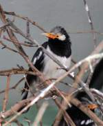 Elsterstar (Sturnus contra) am 25.2.2010 im Zoo Berlin.