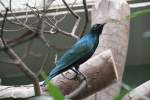 Grnschwanz-Glanzstar (Lamprotornis chalybaeus) am 11.3.2010 im Zoo Berlin.