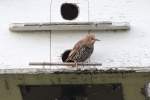 Jugendlicher Star (Sturnus vulgaris) scheint schon auf das winterliche Futter zu warten.