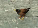 Eine Hirtenmania (Acridotheres tristis) freilaufend im  Zoo von Shanghai.