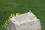 Bachstelze (Motacilla alba) mit Blick von der Rudelsburg auf die Saale.