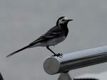 Bachstelze (Motacilla alba) hat auf einem glatten blitzblank geputzem Gelnder Platz genommen; 230702