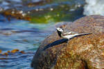 Bachstelze am Jasmunder Naturstrand.